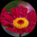 P Jaye profile picture